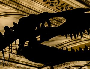 Learn More About Mother Earth and Her Inhabitants at the Harvard Museum of Natural History Blog List1
