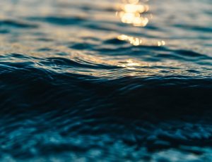 Hit the Waves With the New England Aquarium Whale Watch Blog List1