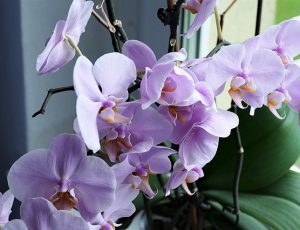 10 Ways to Refresh Your Apartment for Spring Blog List3