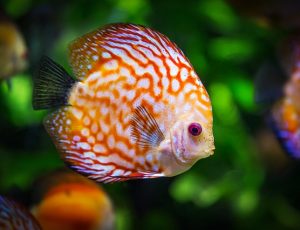 Get Up Close and Personal With Marine Life at the New England Aquarium Blog List2