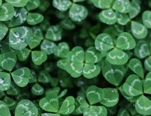 Celebrating St. Patrick’s Day in Style at Twenty 20 Blog List1