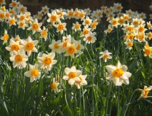 National Holidays and Celebrations in April Blog List1