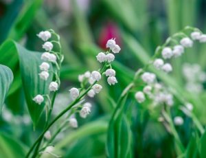 The History of Mother’s Day and How to Celebrate at Twenty20 Blog List2
